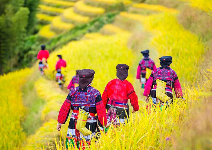 Longji Rice Terrace - Yao people