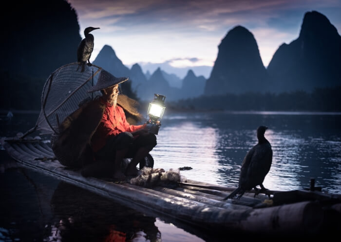 Cormorant Fishing