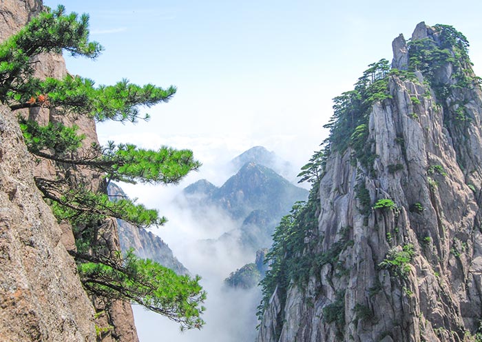 Ancient Pine Trees in Yellow Mountain