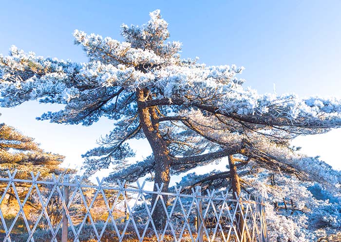 Mountain Huangshan in Winter