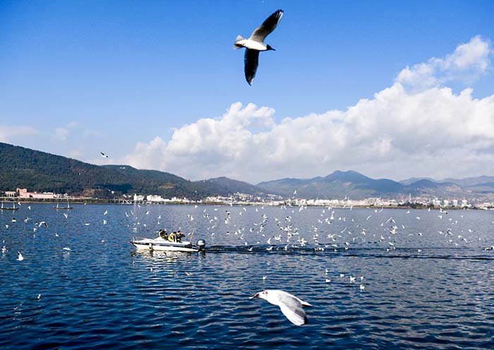 Kunming Dianchi Seagulls