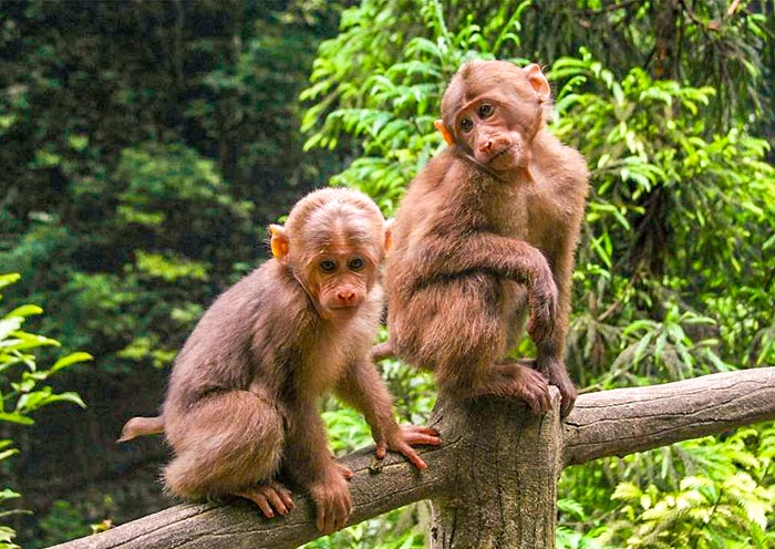 Adorable Monkeys on Mount Emei