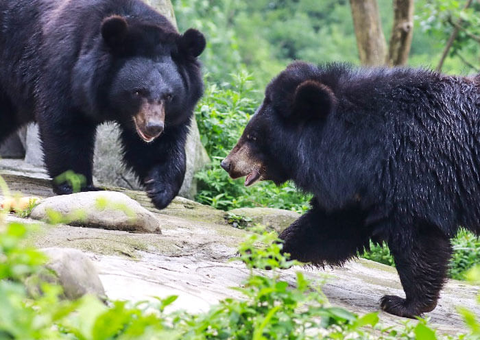 Asian Black Bear, Panda Companion Animal