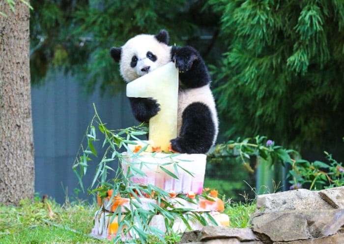 Wolong Panda Bao Bao