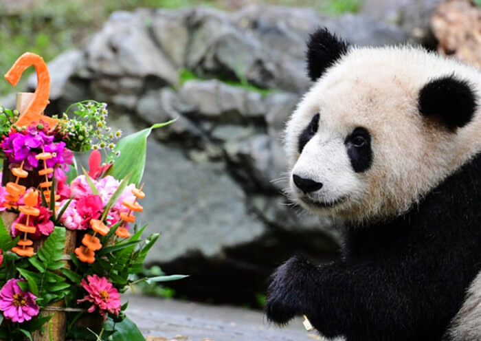 Panda Birthday Cake