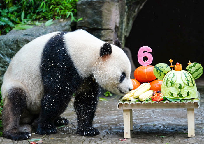 Panda Birthday Cake