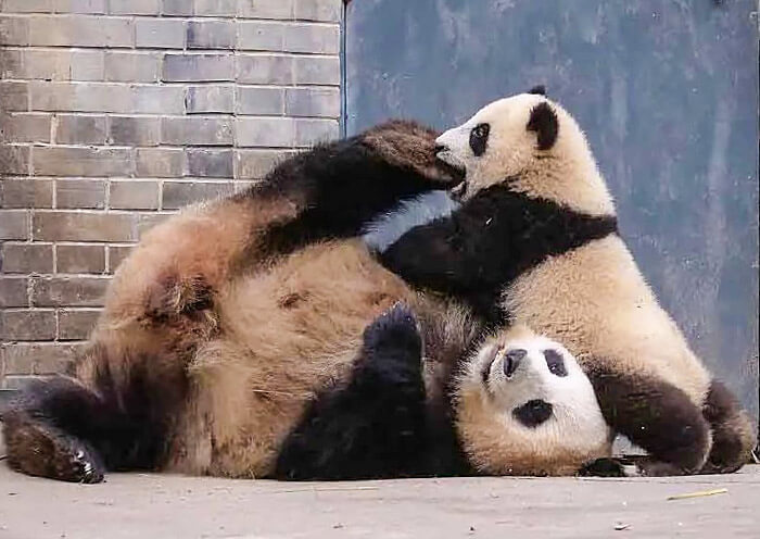Panda Mom and Baby