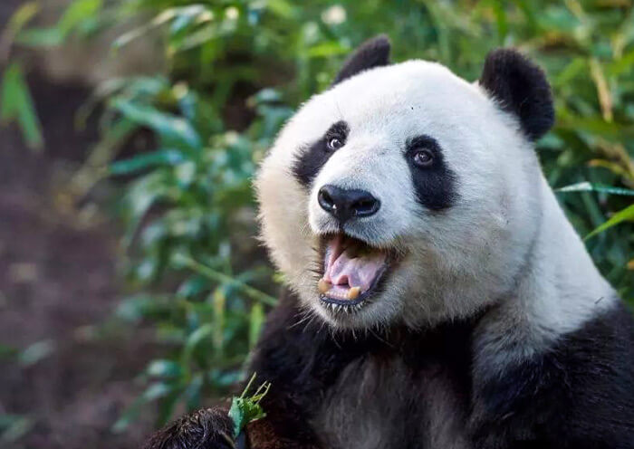 Panda Bai Yun
