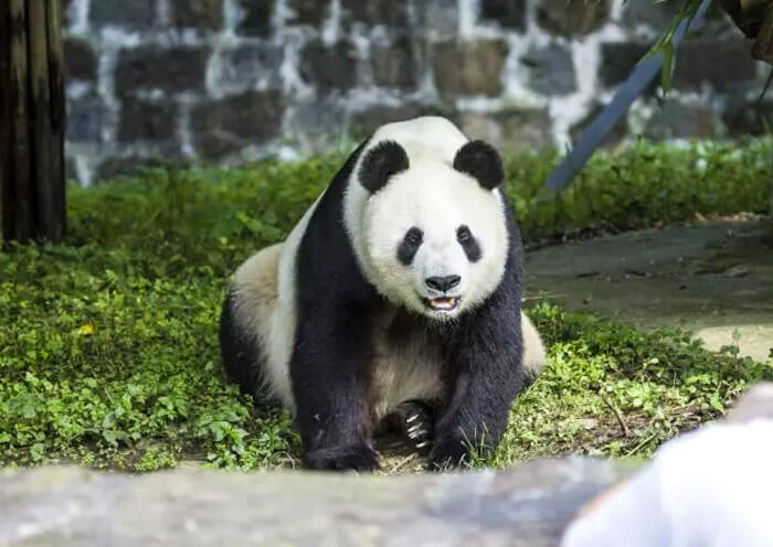 Panda Bai Yun