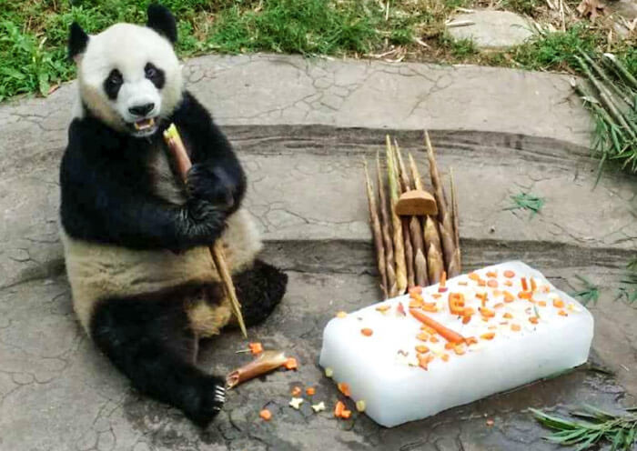 Panda Dai Li