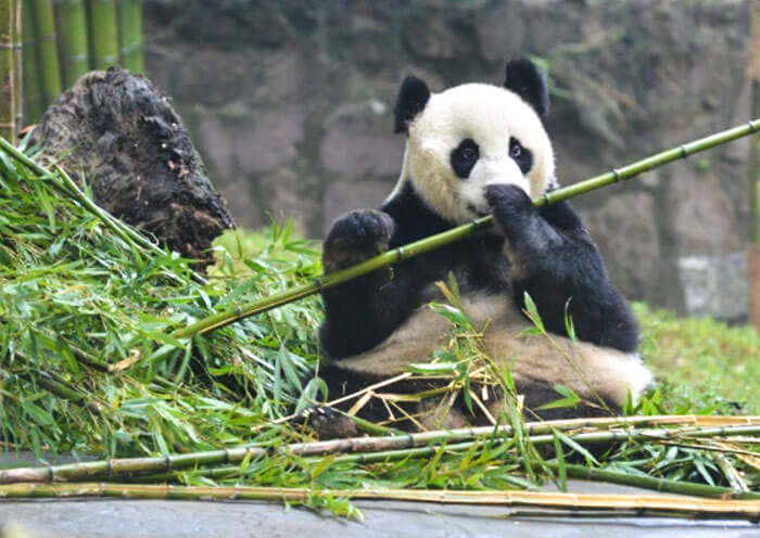 Panda Dai Li