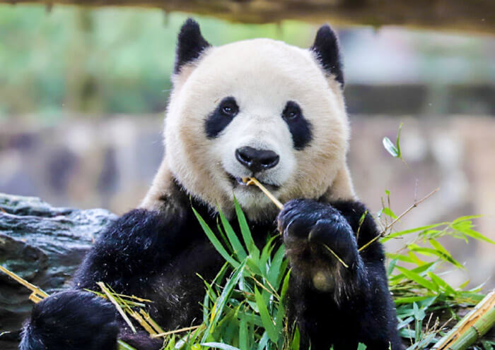 Panda Hua Mei