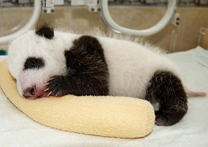 Giant Panda Baby