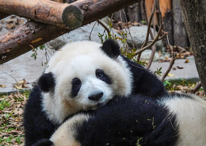 Panda Hua Hua, Internet Celebrity