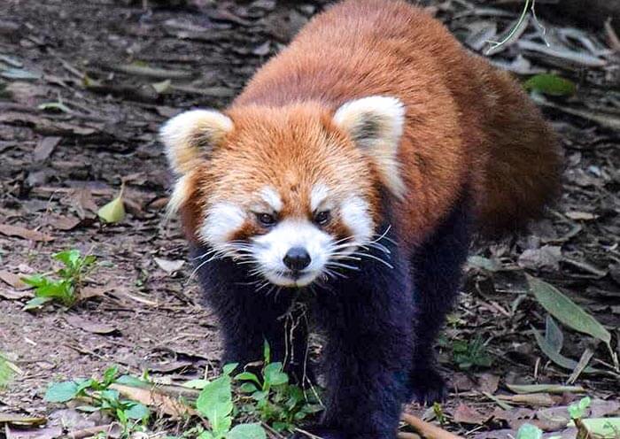 Red Panda, Panda Companion Animal