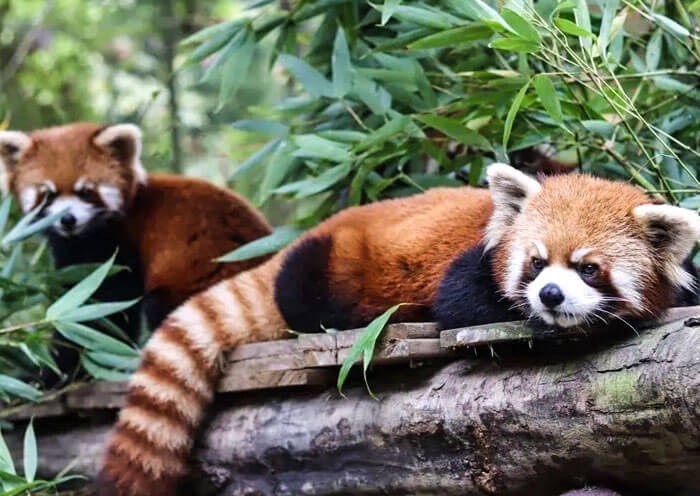 Red Panda, Panda Companion Animal