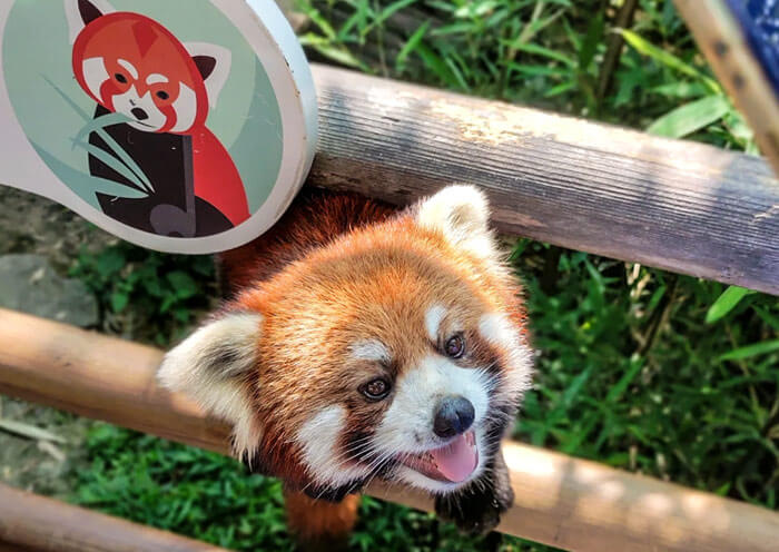 Red Panda, Panda Companion Animal