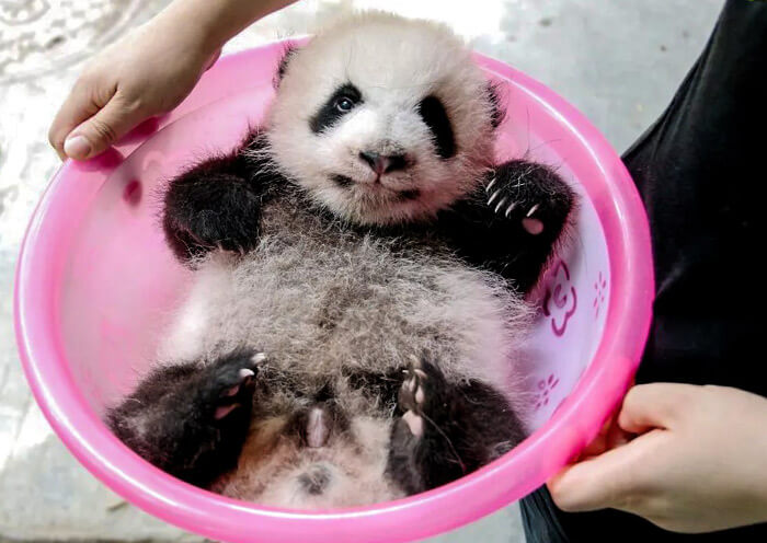 The Universiade Mascot Rongbao is Based on Panda Zhima