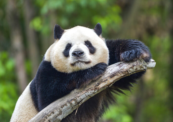 Panda Zhima, the Universiade Mascot Rongbao