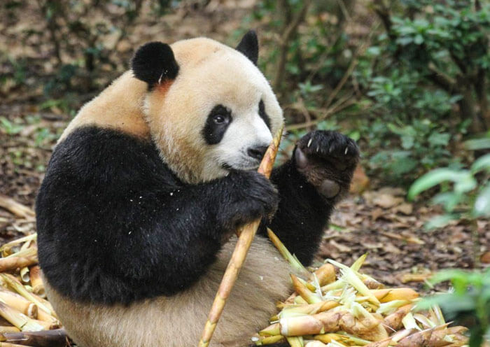 Panda Zhima, the Universiade Mascot Rongbao