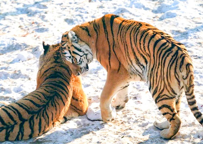 Siberian Tiger Park, Harbin