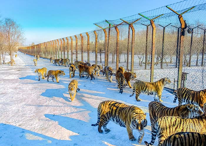 Siberian Tiger Park, Harbin