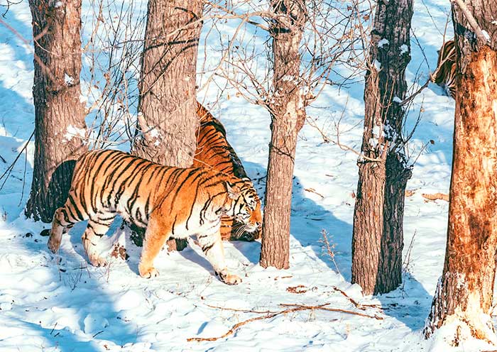 Siberian Tiger Park, Harbin