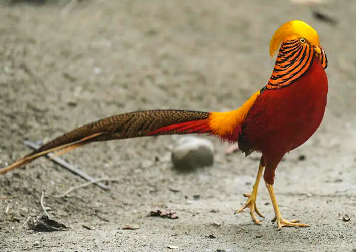 Golden Pheasant, Panda Companion Animal