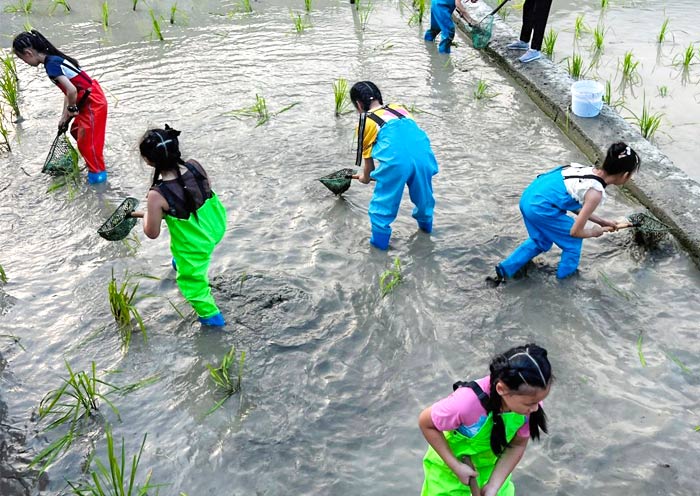Fish Catching in Longji