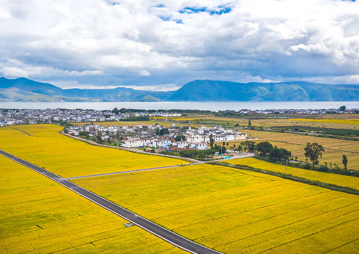 Xizhou is surrounded by vast wheat fields
