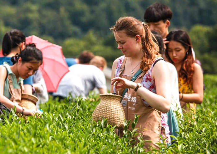 Longjing Tea
