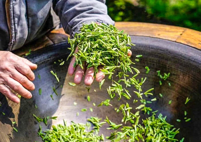 Longjing Tea