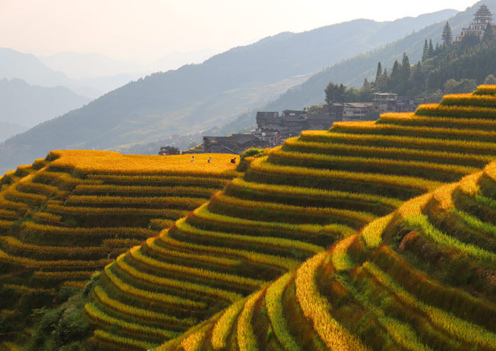 Longji Rice Terrace 