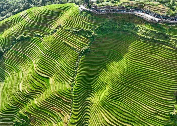 Longji Rice Terrace 