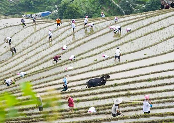 Longji Rice Transplanting
