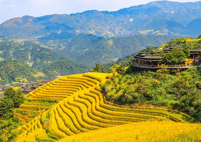 Longji Rice Terrace - Dazhai 