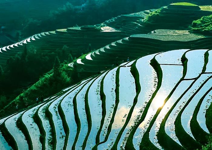Longji Rice Terrace - Dazhai 