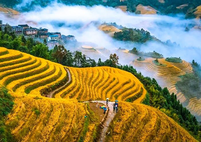 Longji Rice Terrace - Ping'an