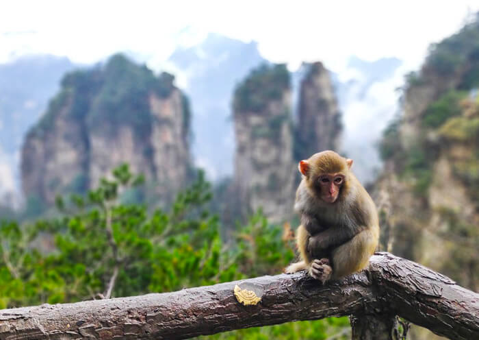 Zhangjiajie