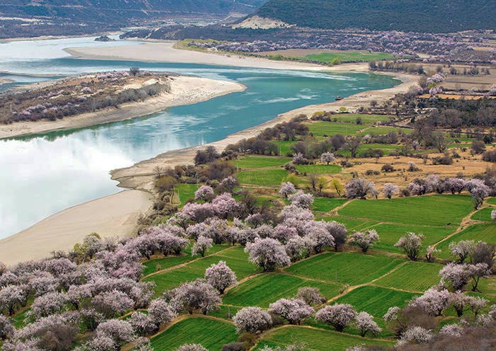 Nyingchi Peach Flower, Tibet Nyingchi Peach Flower, Tibet