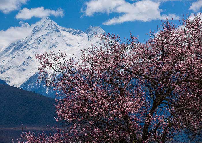 Nyingchi Peach Flower, Tibet