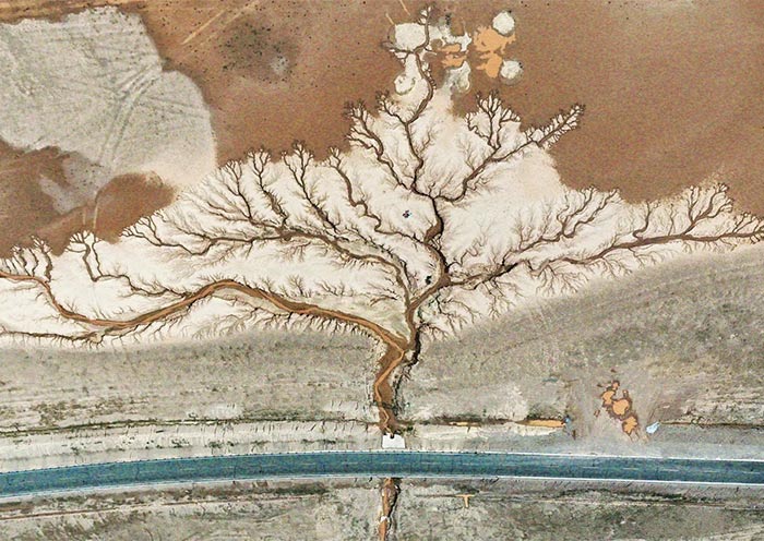 Tree of the Earth, Tibet Tree of the Earth, Tibet