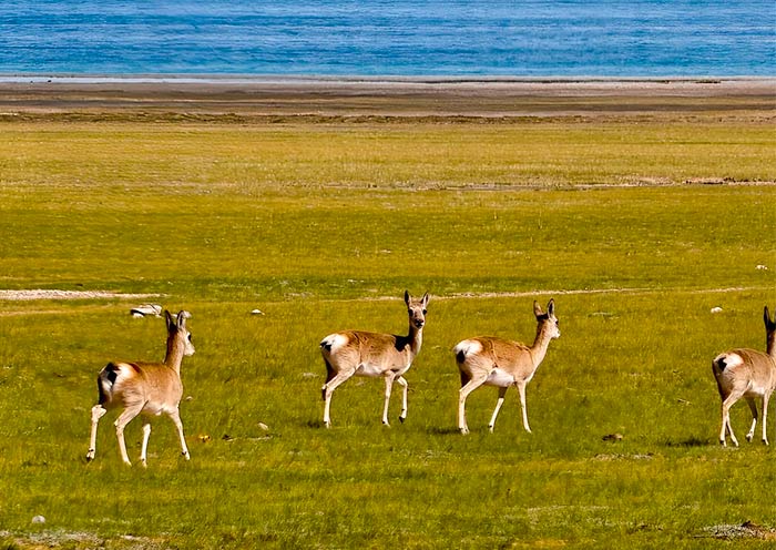 Fauna del Norte de Tibet Wildlife of Northern Tibet