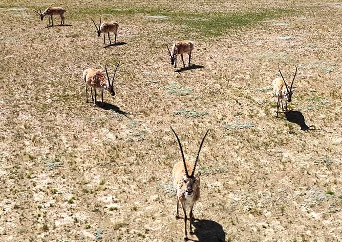 Fauna del Norte de Tibet Wildlife of Northern Tibet