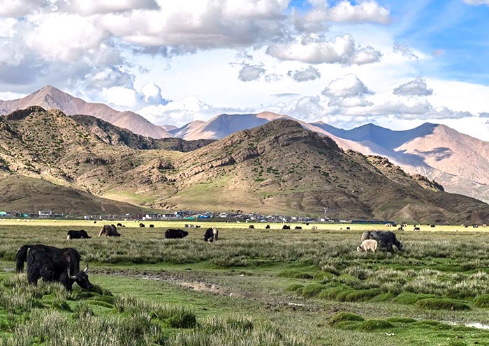 Sangsang Prairie, Tibet Sangsang Grassland, Tibet