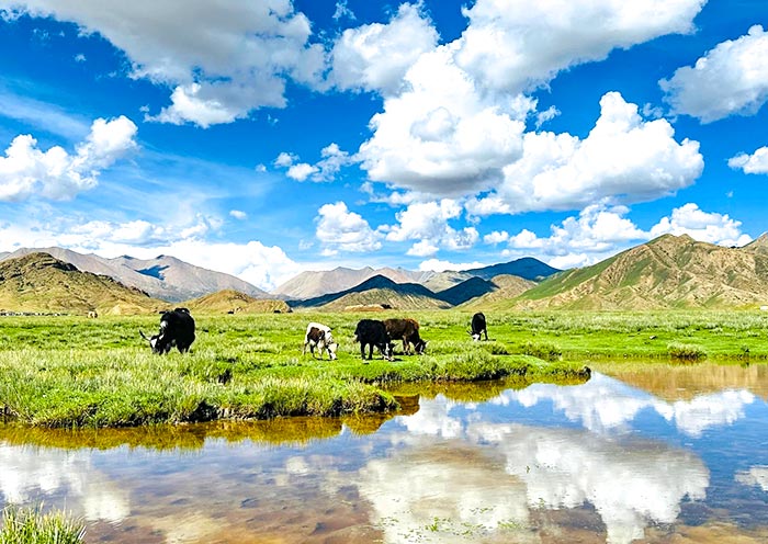 Sangsang Prairie, Tibet Sangsang Grassland, Tibet
